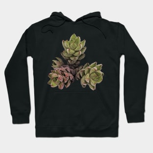 Suculenta Haworthia Reinwardtii Hoodie